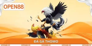 Đá Gà Thomo OPEN88 - Đánh Giá Về Các Ưu Điểm Hấp Dẫn