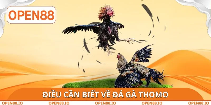 Điều cần biết về đá gà Thomo