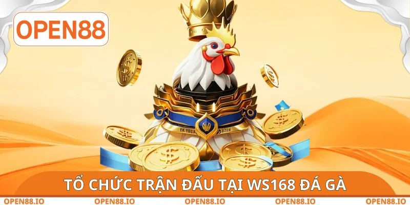 Tổ chức trận đấu tại WS168 đá gà